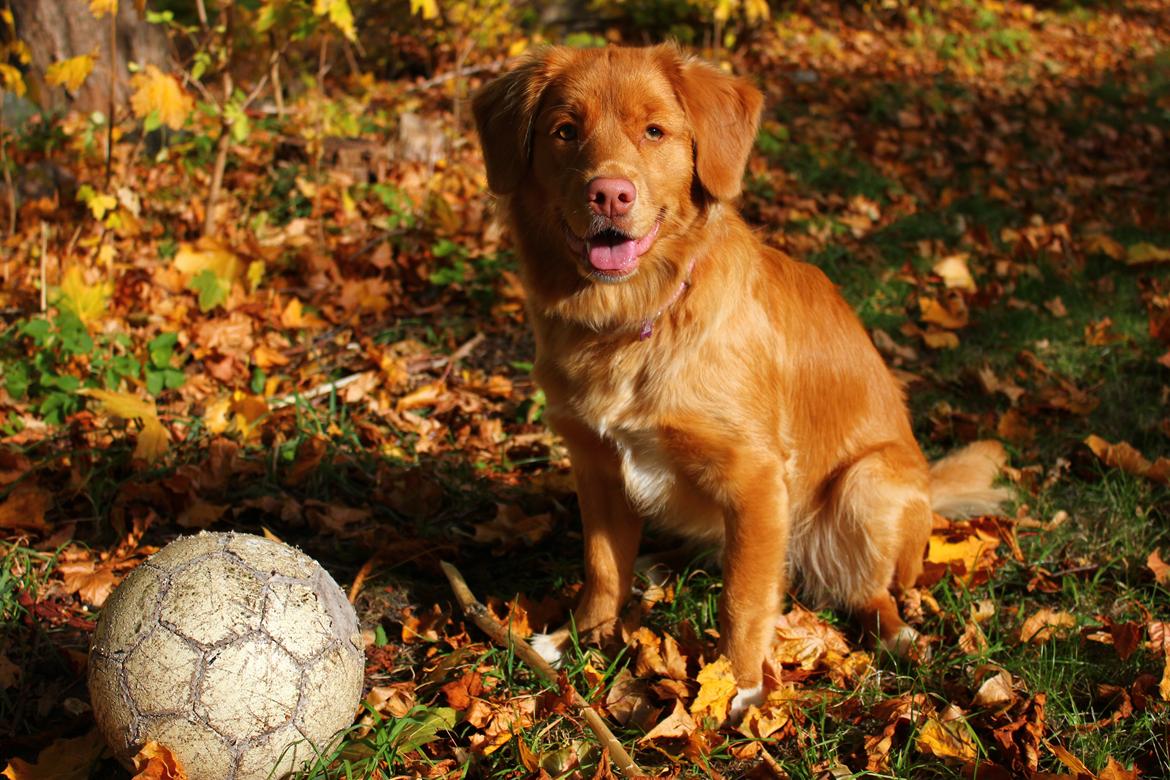 Nova scotia duck tolling retriever Mika "Himmelhund"  billede 21