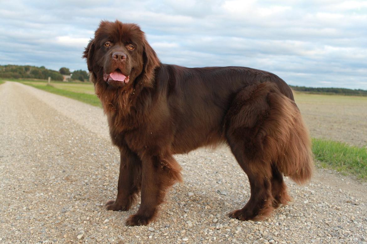 Newfoundlænder Alma billede 25