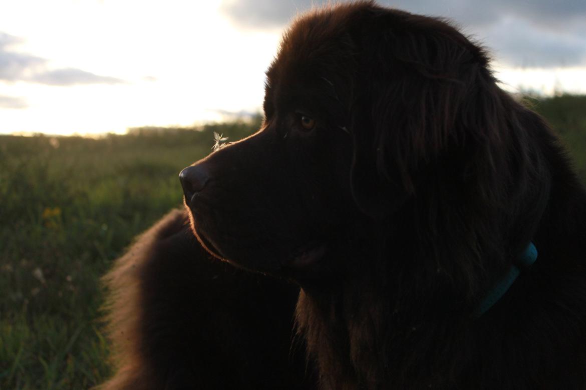 Newfoundlænder Alma billede 26