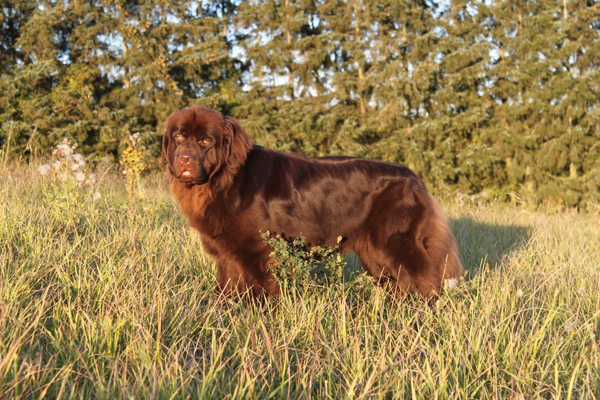 Newfoundlænder Alma billede 27