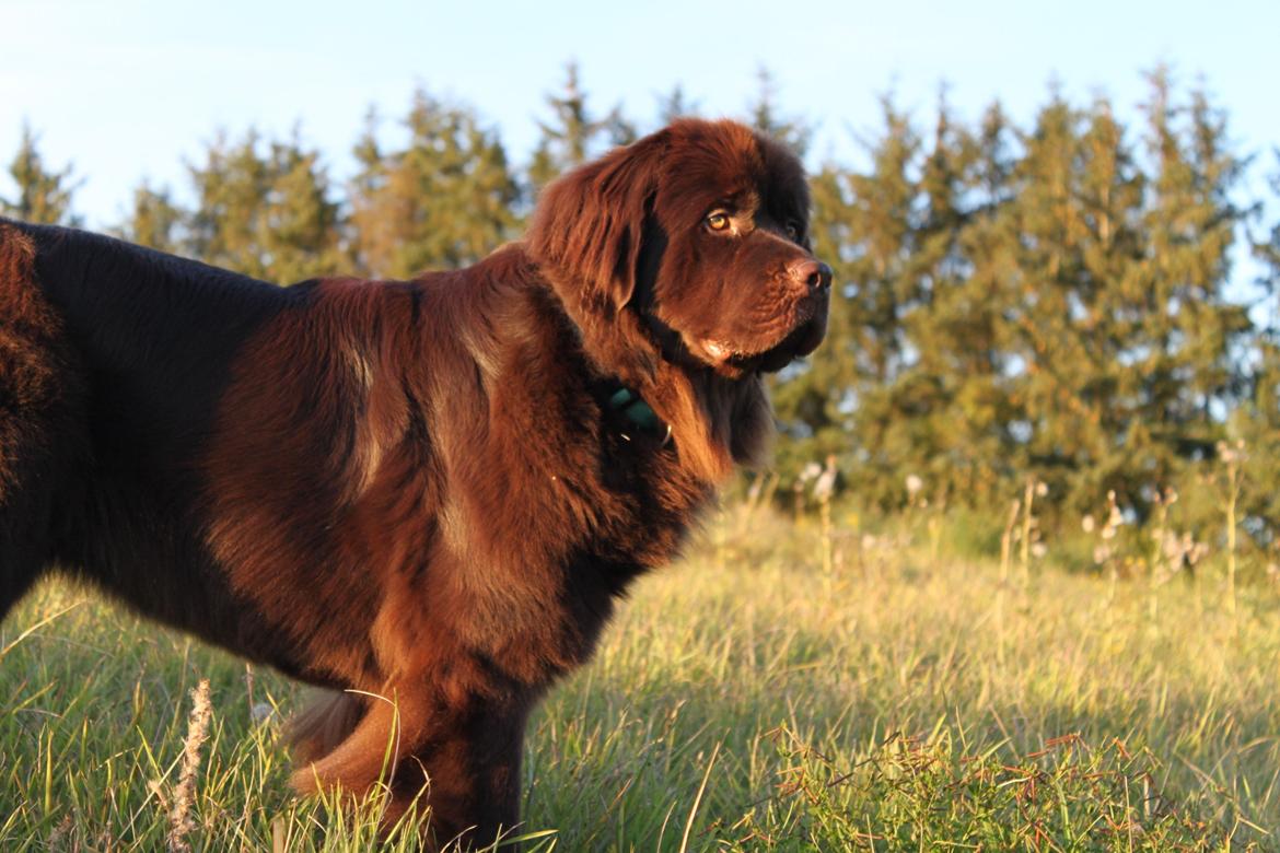 Newfoundlænder Alma billede 28