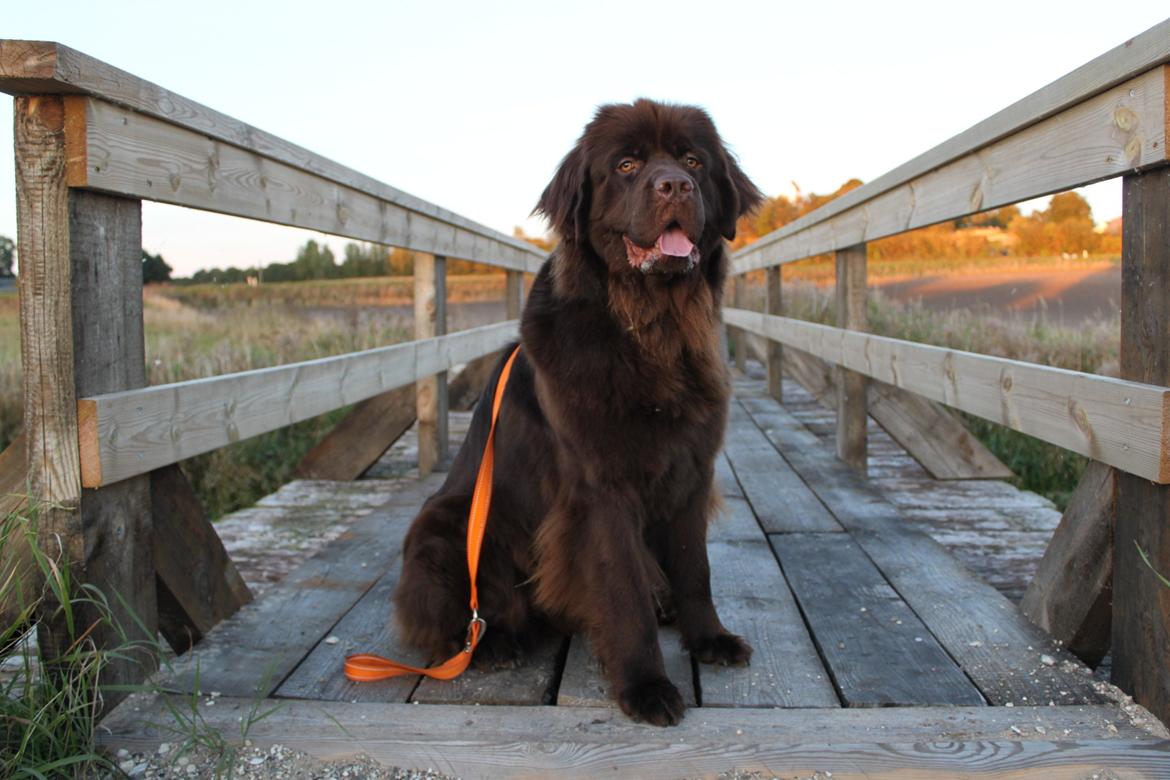 Newfoundlænder Alma billede 29