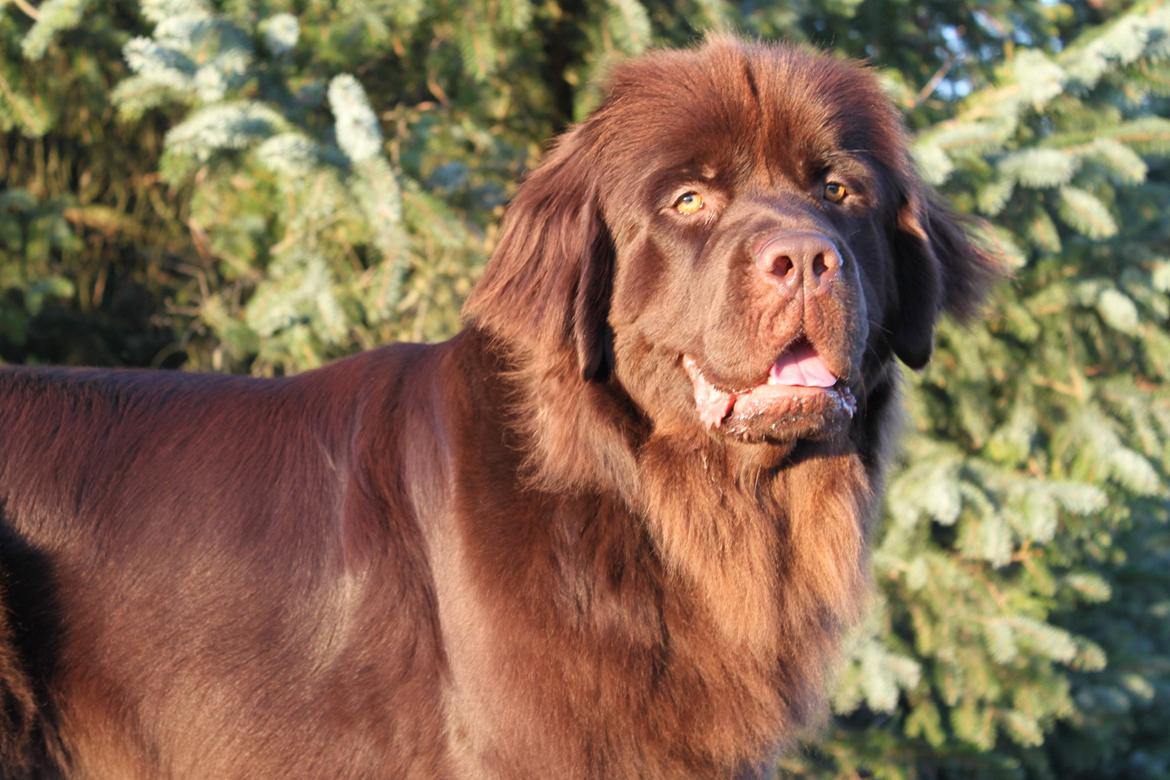 Newfoundlænder Alma billede 30