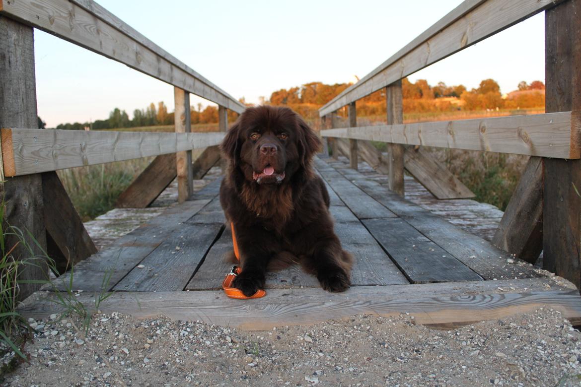 Newfoundlænder Alma billede 31