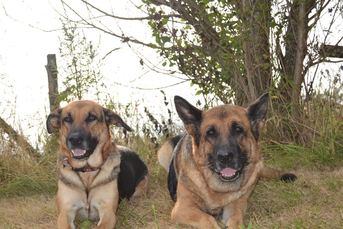 Blanding af racer Bella billede 17