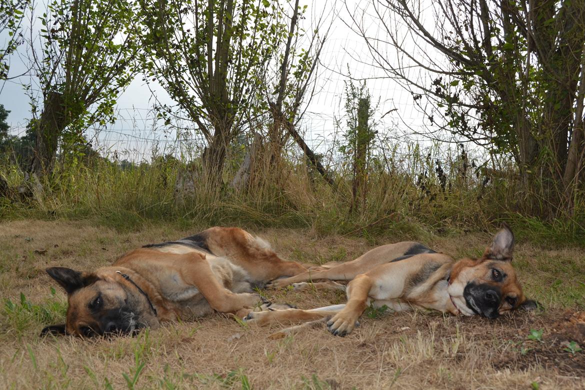 Blanding af racer Bella billede 18