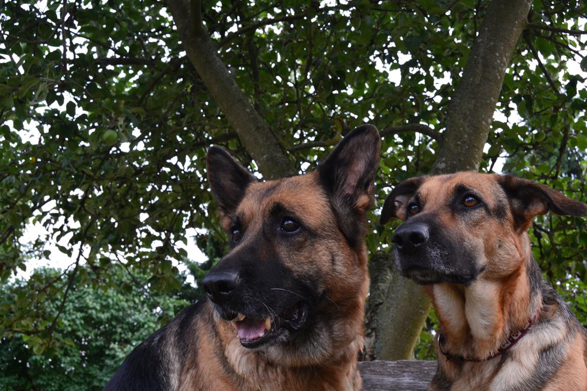 Blanding af racer Bella billede 20