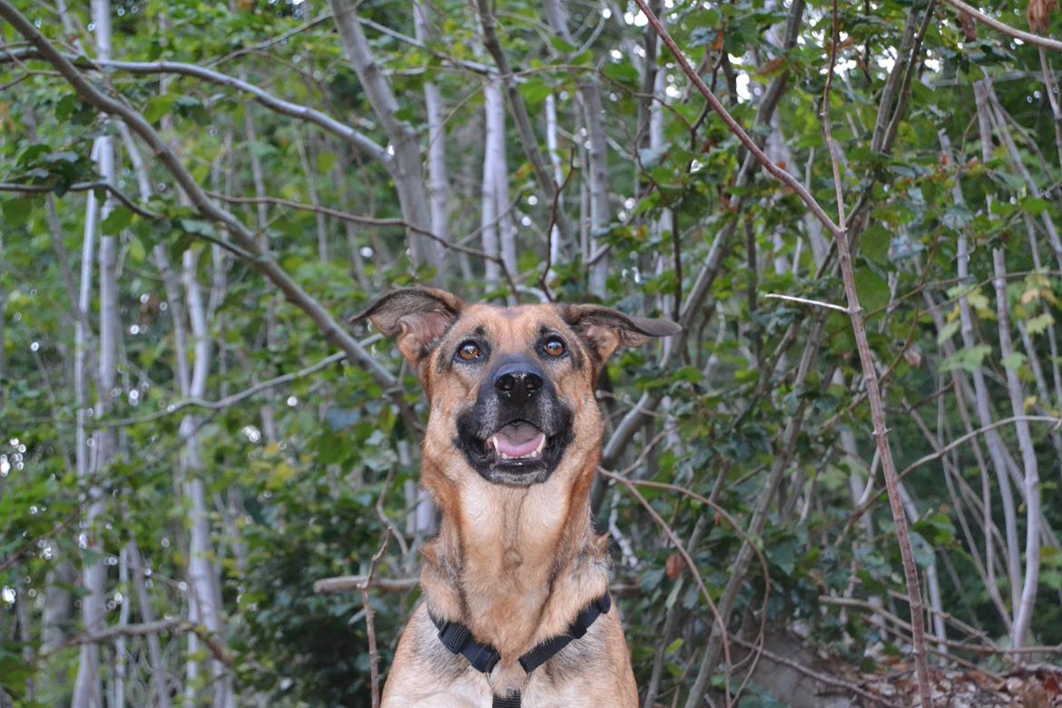 Blanding af racer Bella billede 21