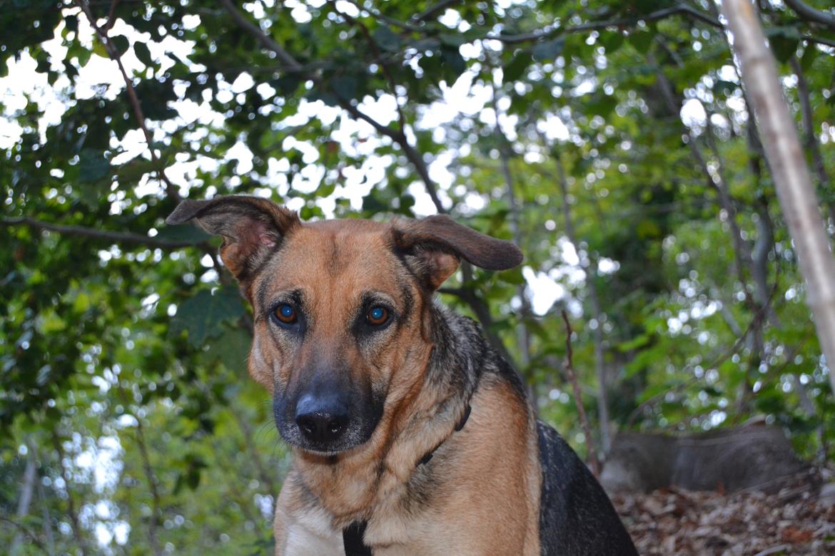 Blanding af racer Bella billede 22