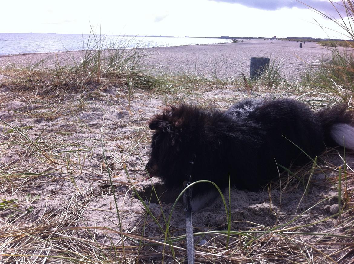 Shetland sheepdog Jessie - Amager strand billede 29