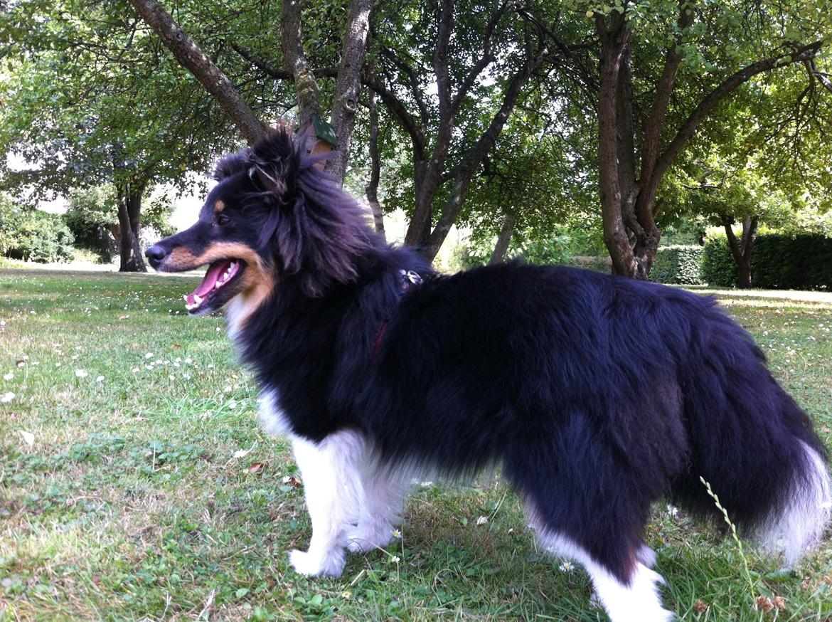 Shetland sheepdog Jessie - Teenager Jessie billede 30