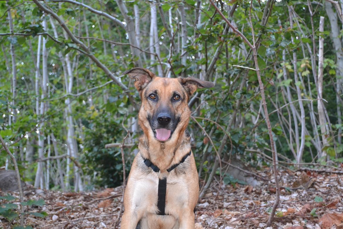 Blanding af racer Bella billede 23