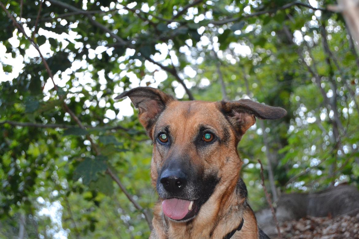 Blanding af racer Bella billede 24