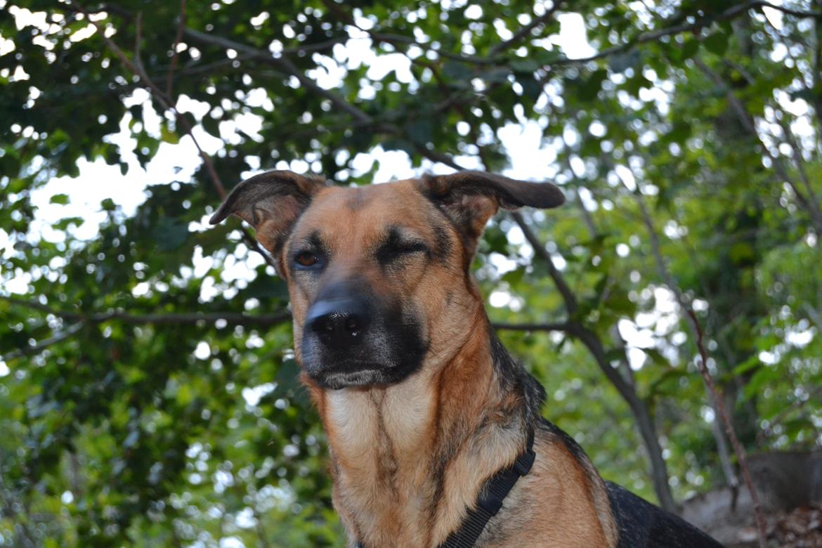 Blanding af racer Bella billede 25