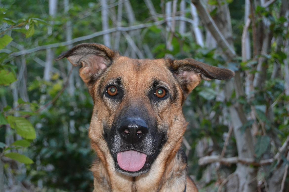 Blanding af racer Bella billede 26