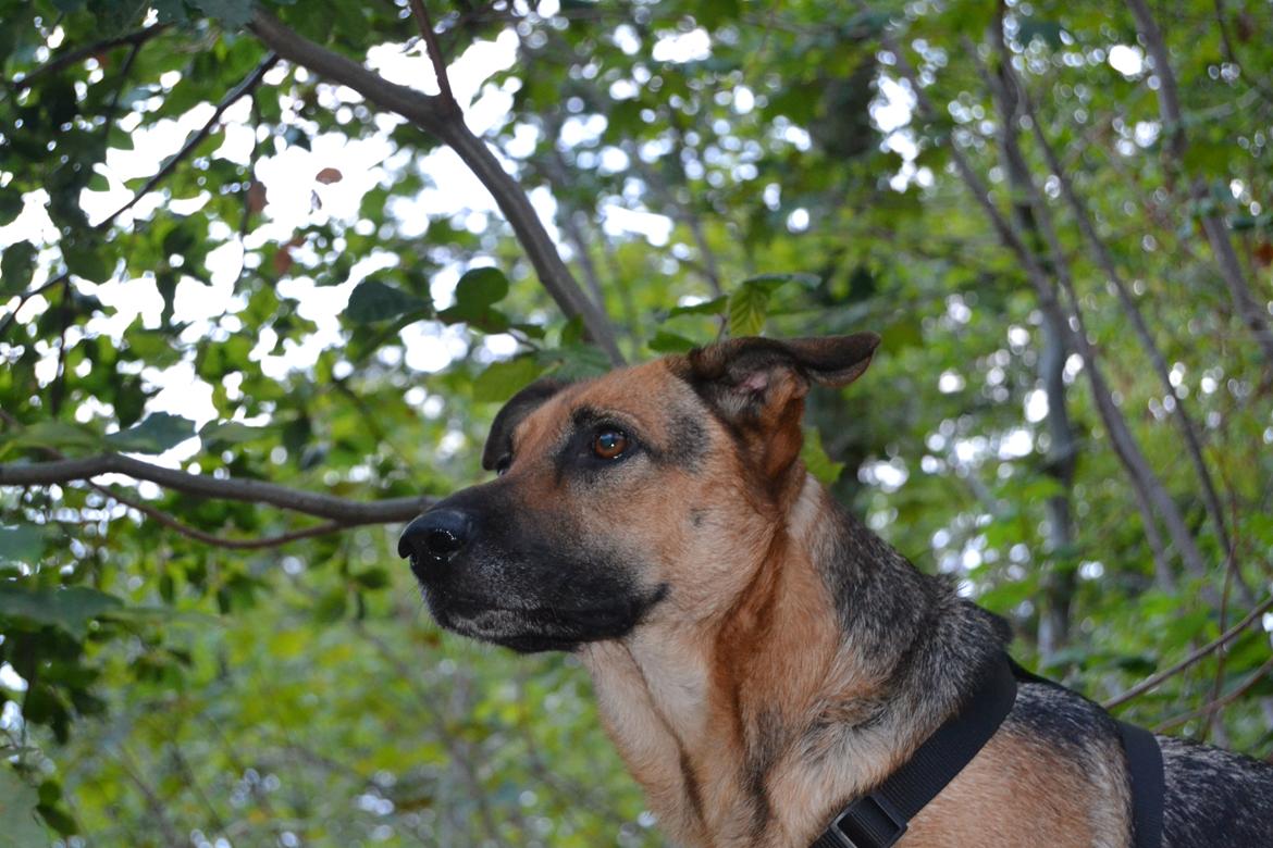 Blanding af racer Bella billede 27