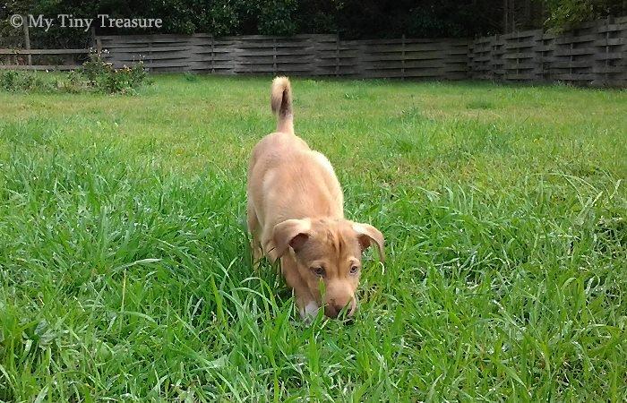 Peruviansk hårløs Rocky billede 4