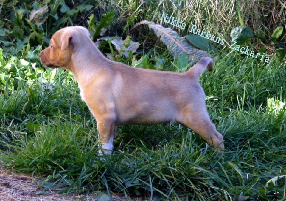 Peruviansk hårløs Rocky billede 5
