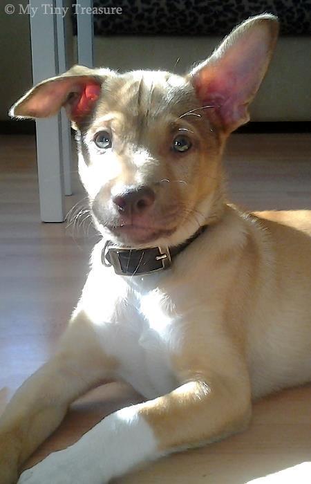 Peruviansk hårløs Rocky billede 7