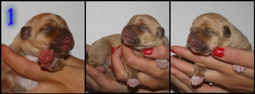 Peruviansk hårløs Rocky billede 8