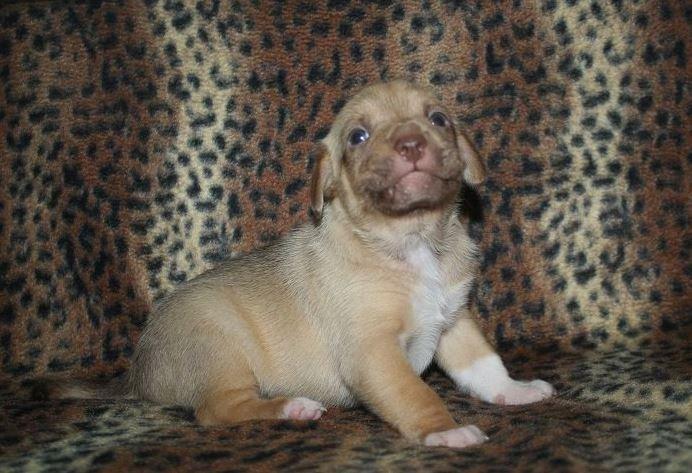 Peruviansk hårløs Rocky billede 9