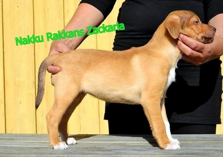 Peruviansk hårløs Rocky billede 11