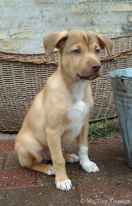 Peruviansk hårløs Rocky billede 3