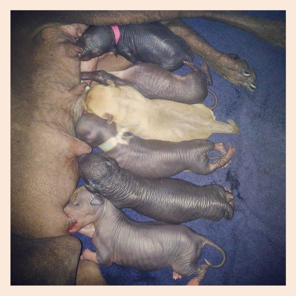 Peruviansk hårløs Rocky billede 12