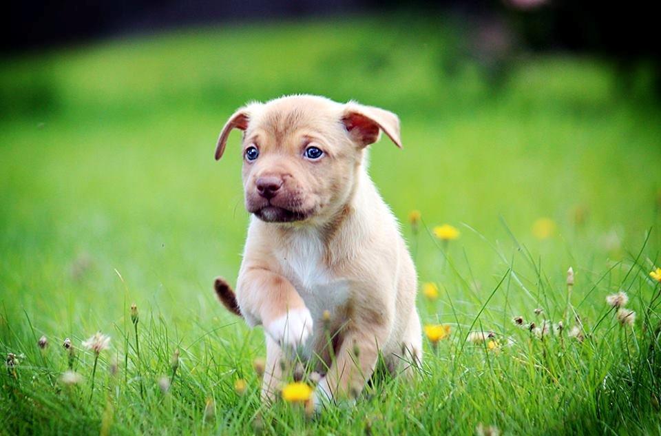 Peruviansk hårløs Rocky billede 13