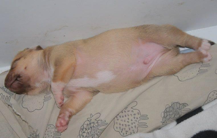 Peruviansk hårløs Rocky billede 15