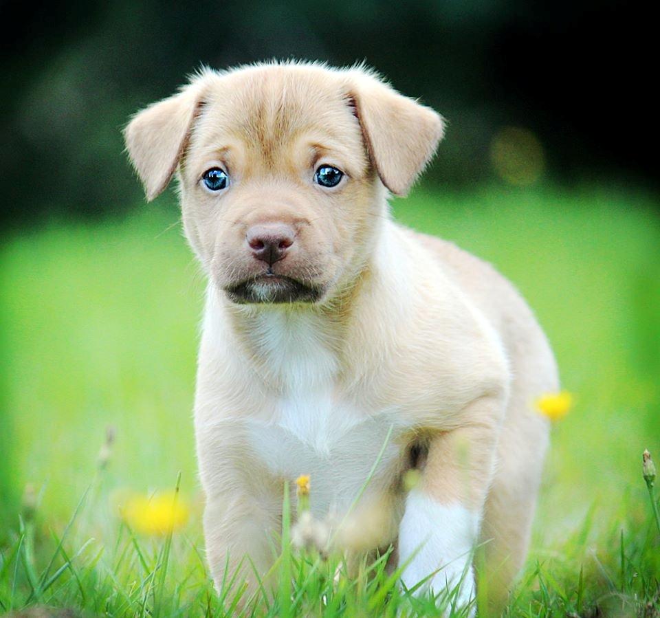 Peruviansk hårløs Rocky billede 16