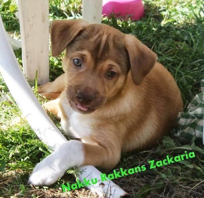 Peruviansk hårløs Rocky billede 17