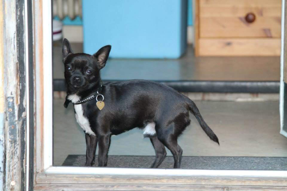 Chihuahua Lukas - 22-7-13 billede 24