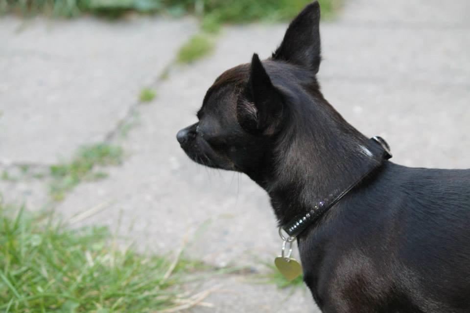 Chihuahua Lukas billede 22