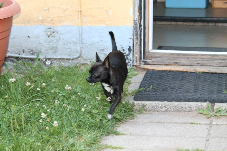 Chihuahua Lukas - 22-7-13
 billede 19