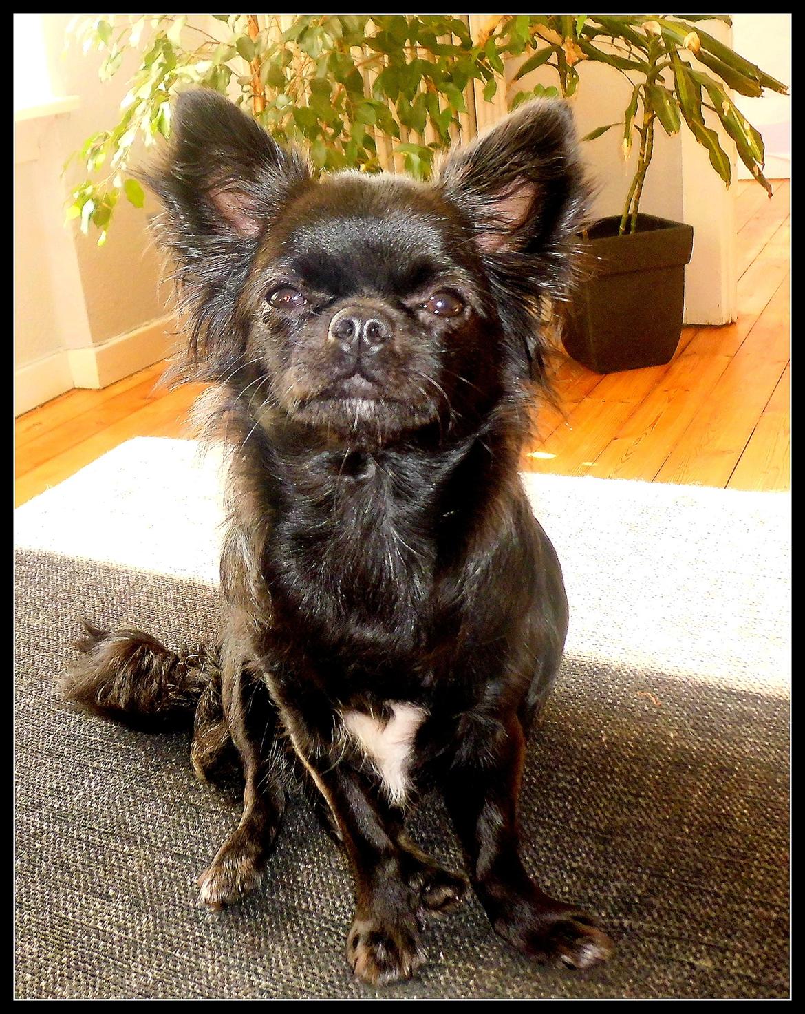 Chihuahua tess billede 1