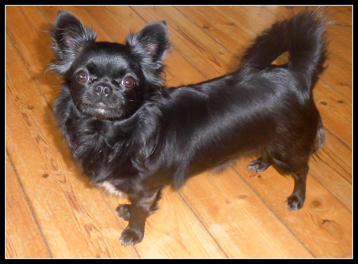 Chihuahua tess billede 2