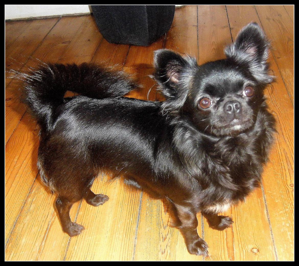 Chihuahua tess billede 3