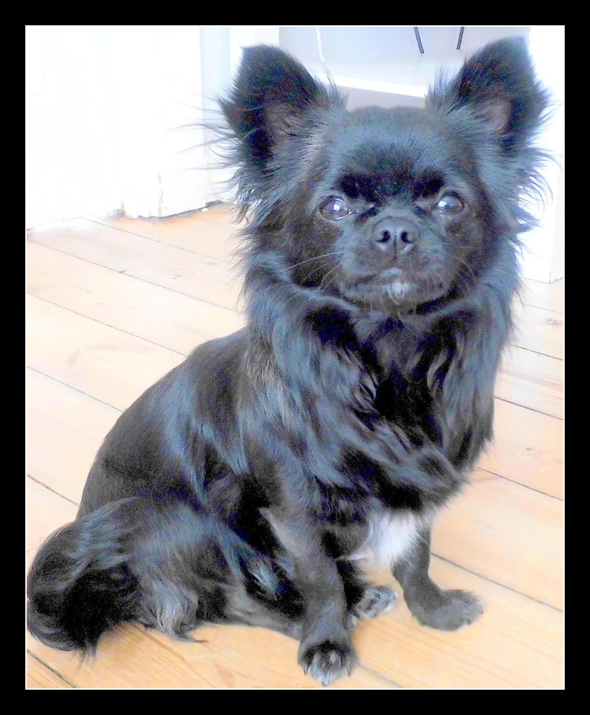 Chihuahua tess billede 4