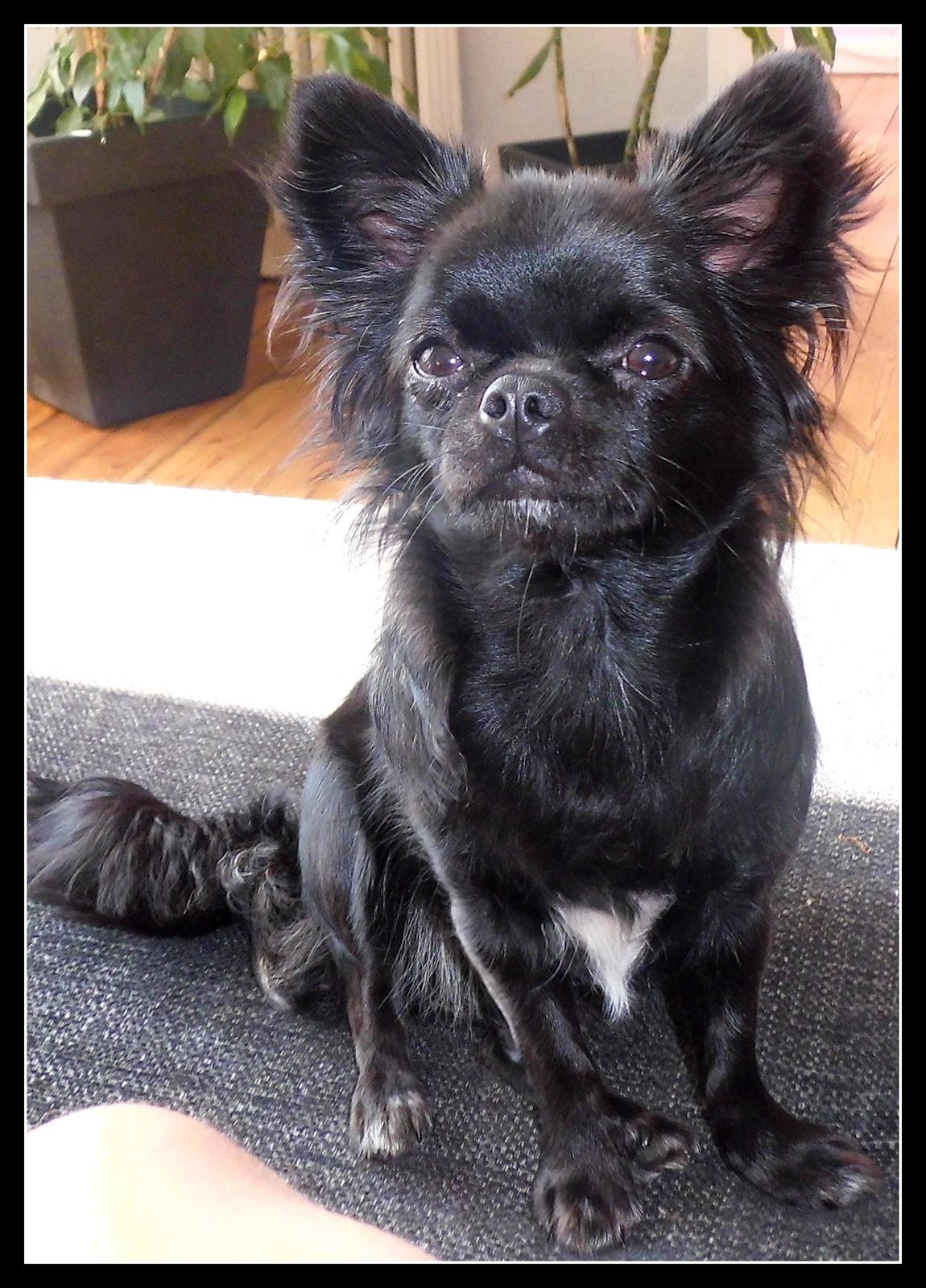 Chihuahua tess billede 5