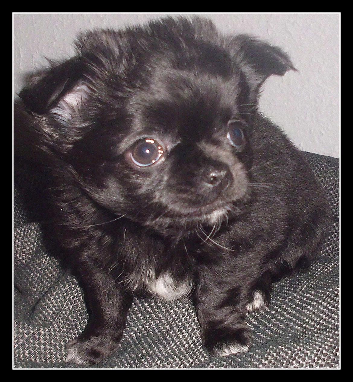 Chihuahua tess billede 6