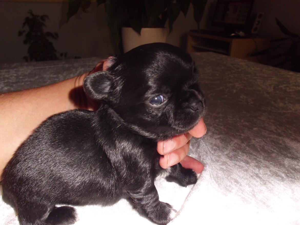 Chihuahua tess billede 7