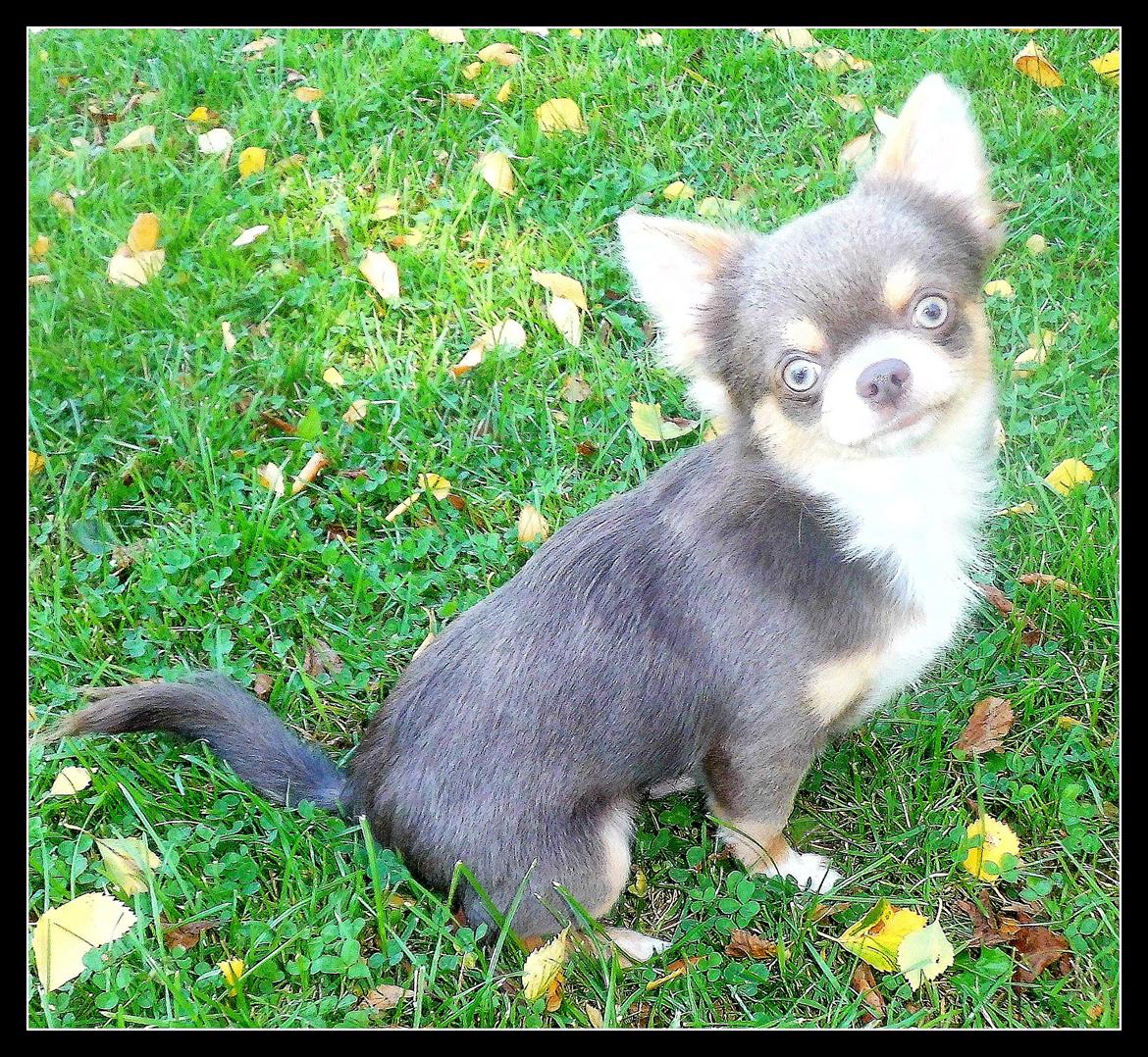 Chihuahua buff billede 6