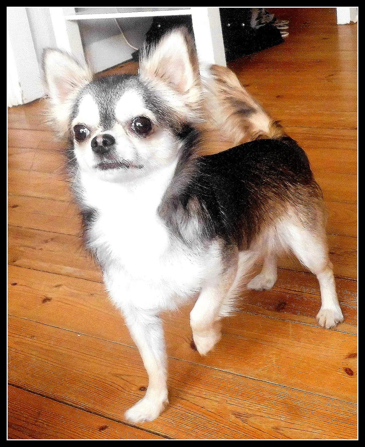 Chihuahua migo billede 1