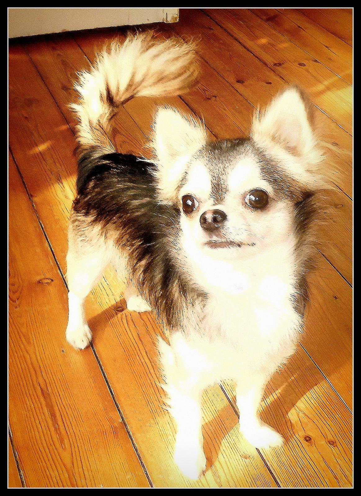 Chihuahua migo billede 2