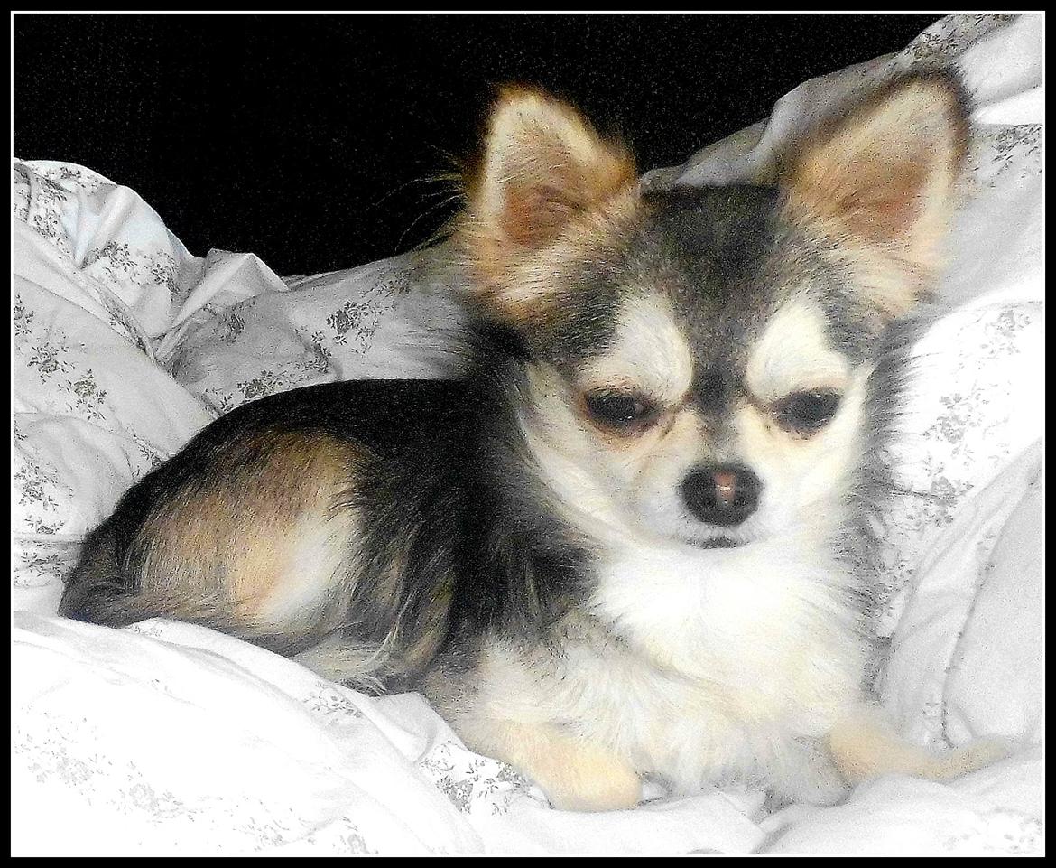 Chihuahua migo billede 3