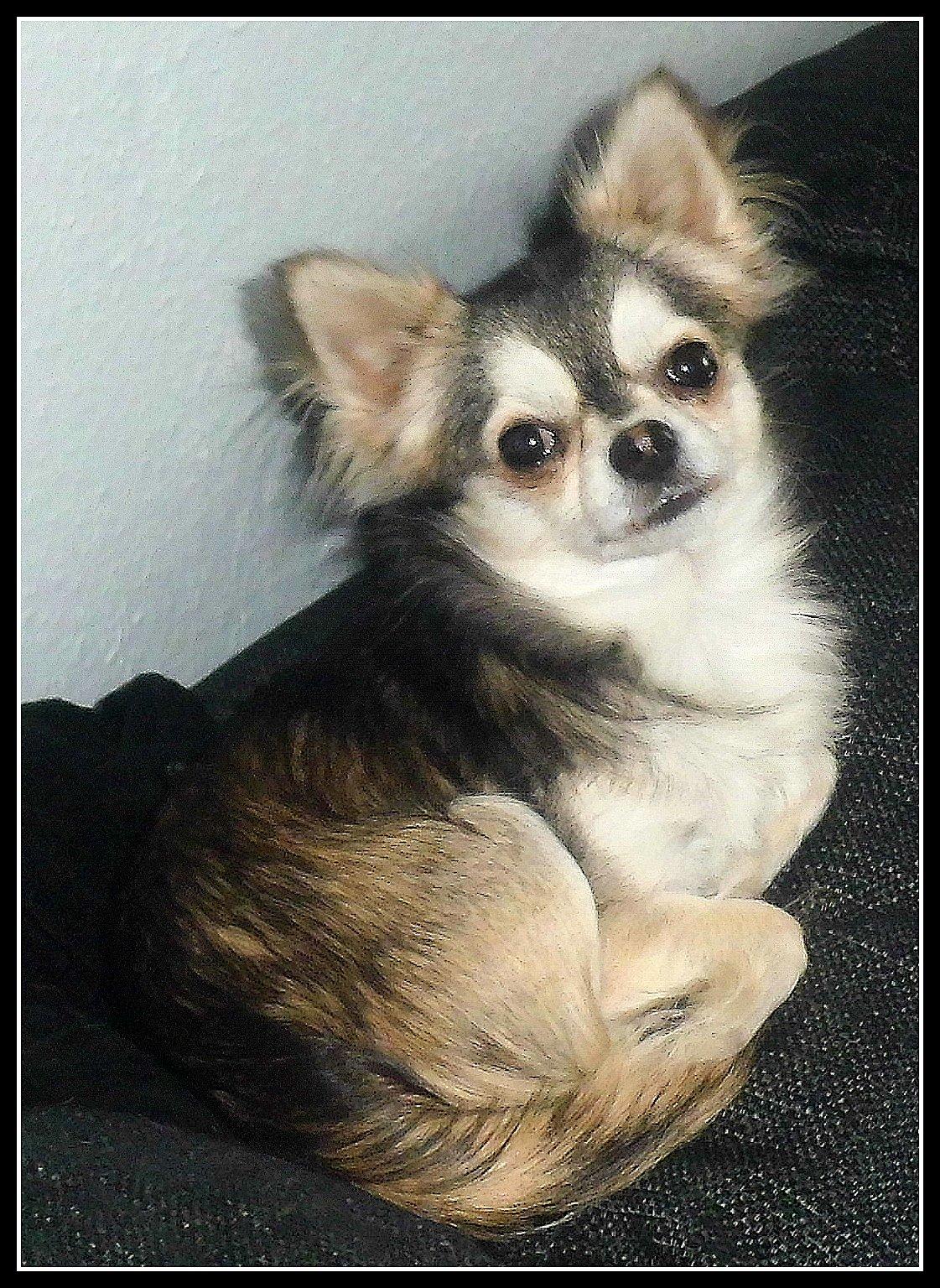 Chihuahua migo billede 4