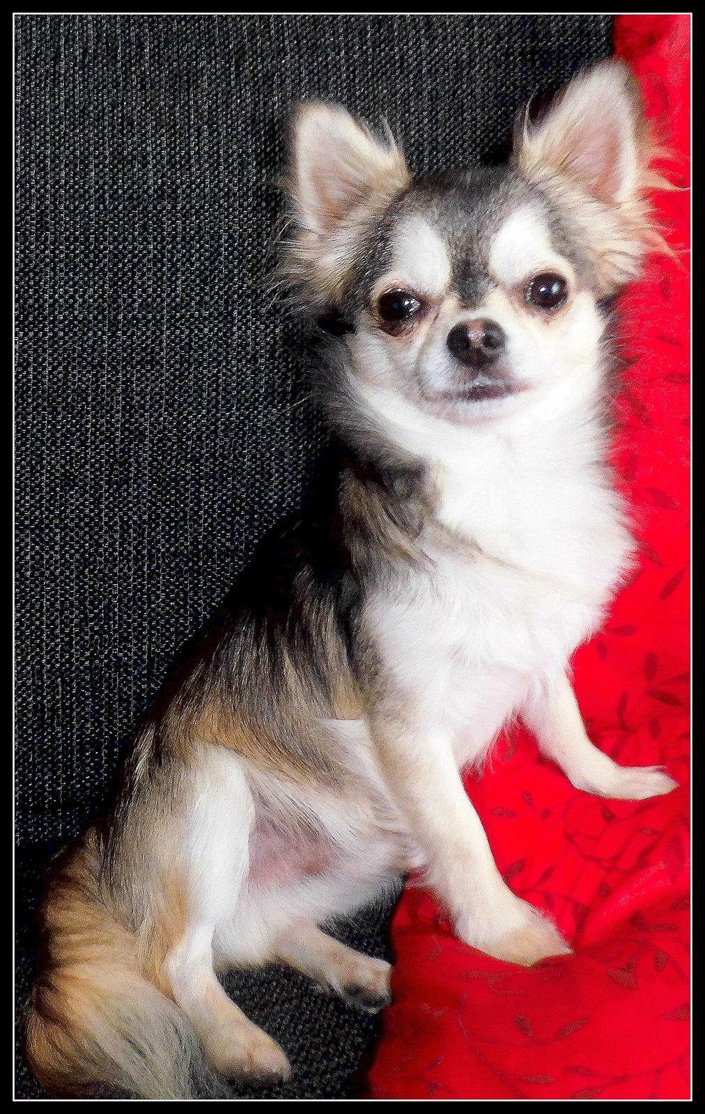 Chihuahua migo billede 5