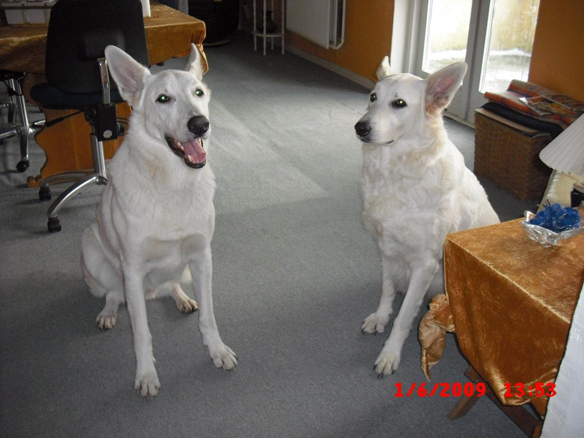 Hvid schæfer Aslan  snowboy vom smidstrup ( himmelhund) billede 16