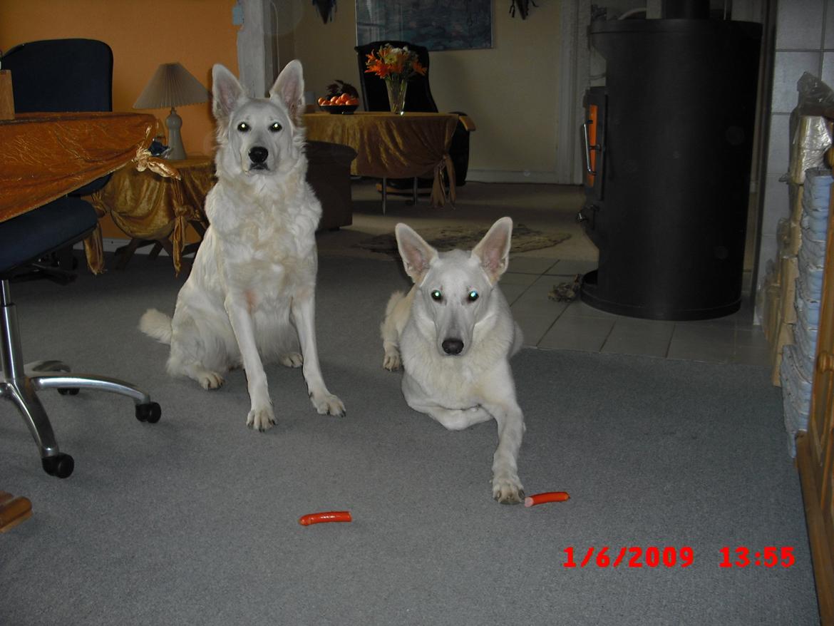 Hvid schæfer Aslan  snowboy vom smidstrup ( himmelhund) billede 17